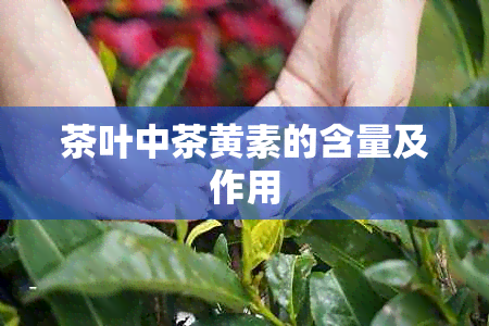 茶叶中茶黄素的含量及作用
