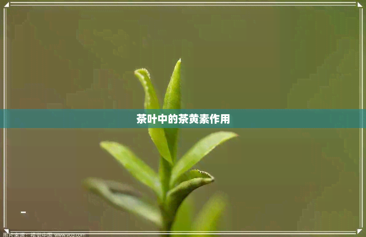 茶叶中的茶黄素作用 茶叶中的茶黄素作用