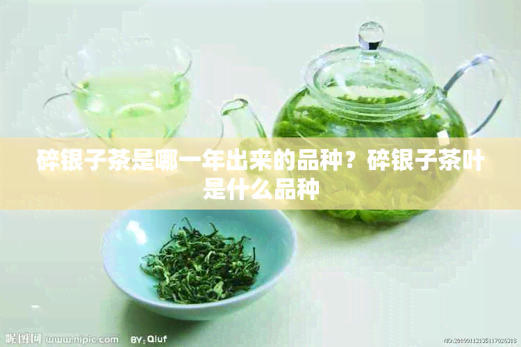 碎银子茶是哪一年出来的品种？碎银子茶叶是什么品种