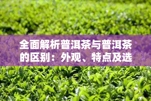 全面解析普洱茶与普洱茶的区别:外观、特点及选购指南