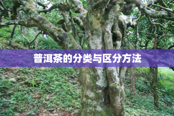 普洱茶的分类与区分方法