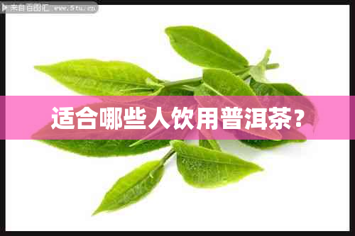 适合哪些人饮用普洱茶?