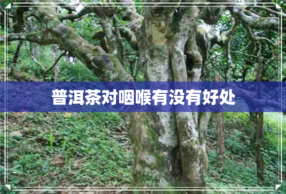 普洱茶对咽喉有没有好处