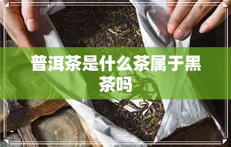 普洱茶是什么茶属于黑茶吗