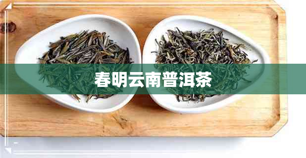 春明云南普洱茶