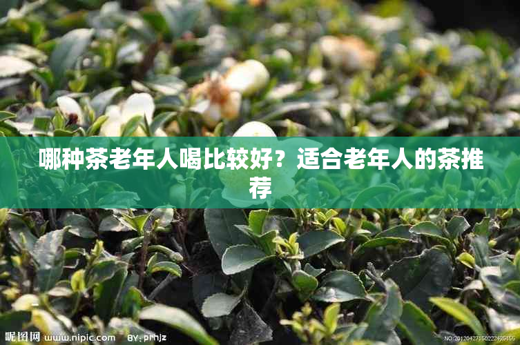 哪种茶老年人喝比较好?适合老年人的茶推荐