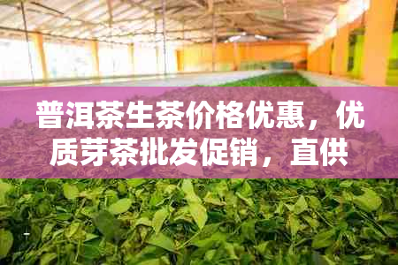 普洱茶生茶价格优惠,优质芽茶批发促销,直 *** 地稳定货源