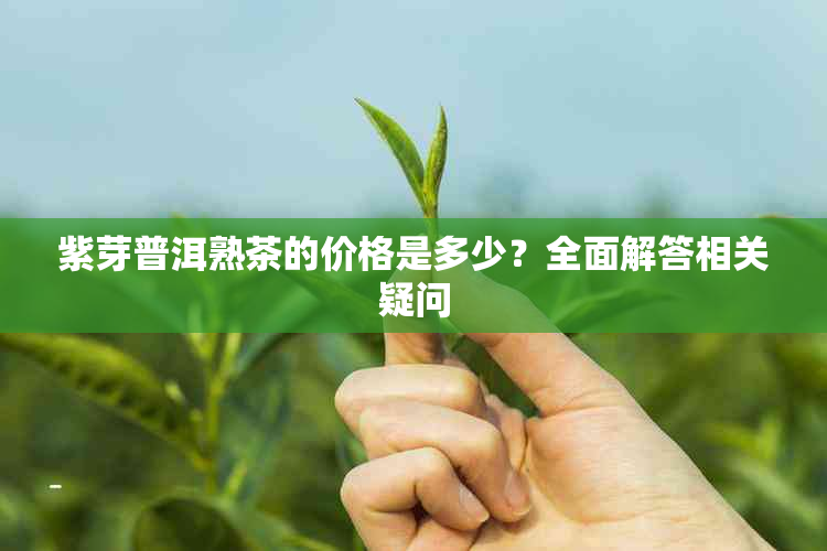紫芽普洱熟茶的价格是多少?全面解答相关疑问