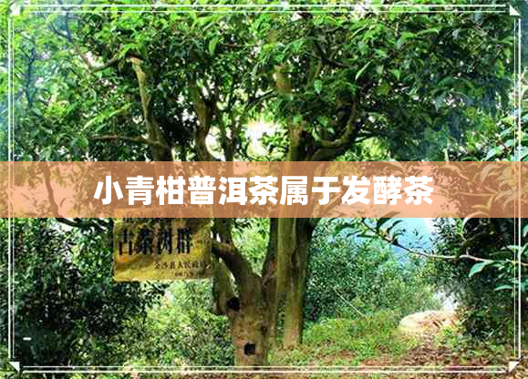 小青柑普洱茶属于发酵茶