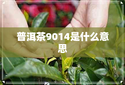 普洱茶9014是什么意思