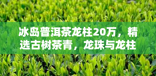 冰岛普洱茶龙柱20万,精选古树茶青,龙珠与龙柱精品合集
