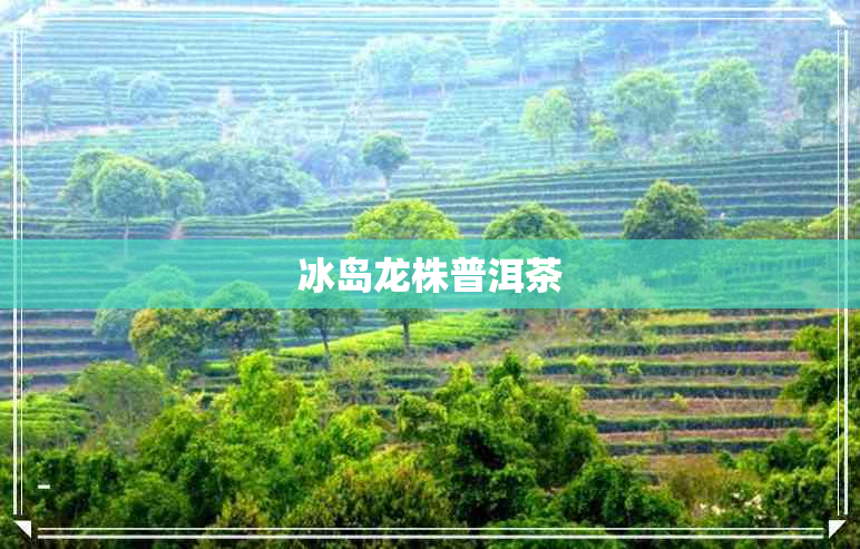 冰岛龙株普洱茶