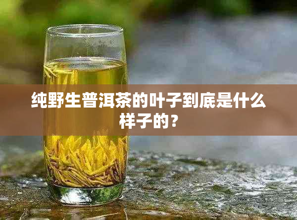 纯野生普洱茶的叶子到底是什么样子的?