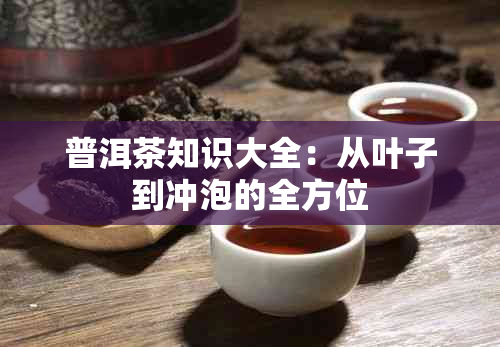 普洱茶知识大全:从叶子到冲泡的全方位