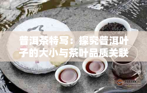 普洱茶特写:探究普洱叶子的大小与茶叶品质关联