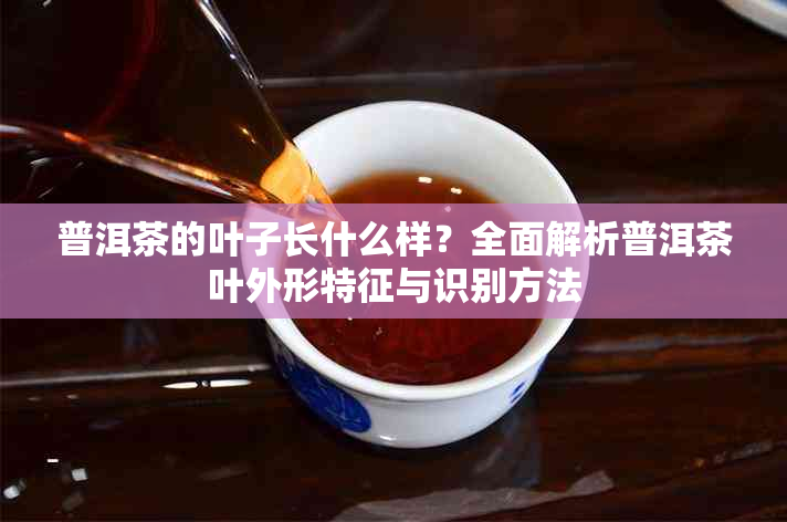 普洱茶的叶子长什么样?全面解析普洱茶叶外形特征与识别方法