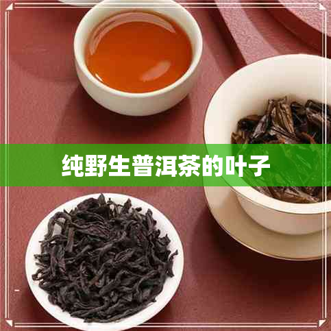 纯野生普洱茶的叶子