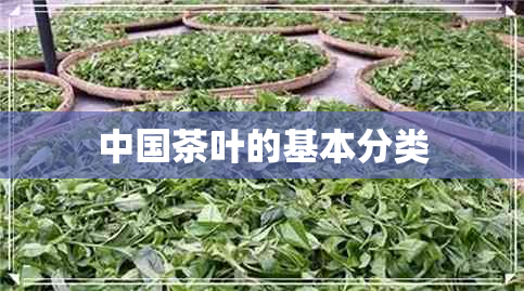 中国茶叶的基本分类