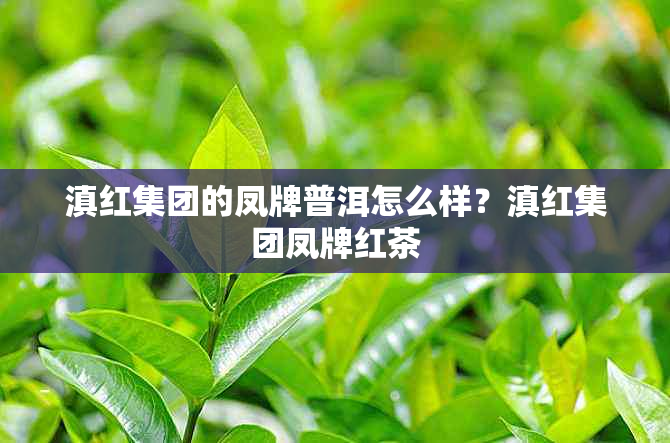滇红集团的凤牌普洱怎么样?滇红集团凤牌红茶