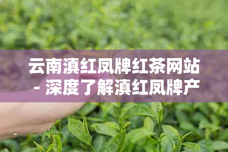 云南滇红凤牌红茶网站 - 深度了解滇红凤牌产品、历史与故事