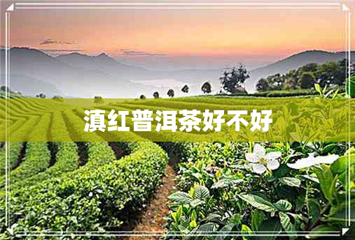 滇红普洱茶好不好