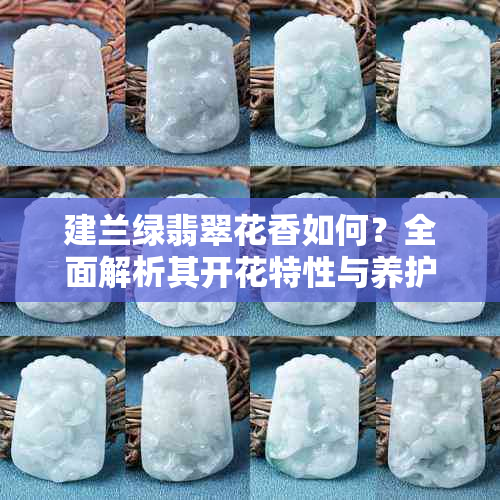 建兰绿翡翠花香如何?全面解析其开花特性与养护方法