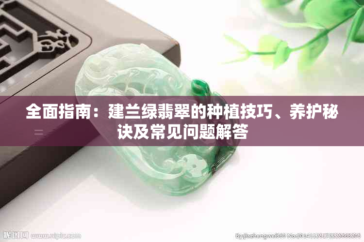 全面指南:建兰绿翡翠的种植技巧、养护秘诀及常见问题解答