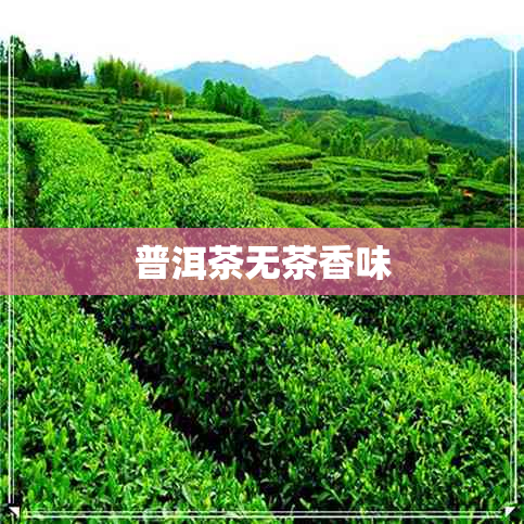 普洱茶无茶香味