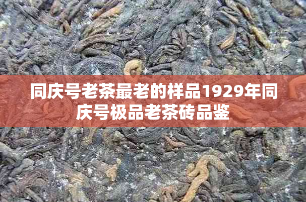 同庆号老茶最老的样品1929年同庆号极品老茶砖品鉴