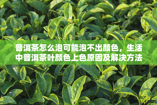 普洱茶怎么泡可能泡不出颜色，生活中普洱茶叶颜色上色原因及解决方法