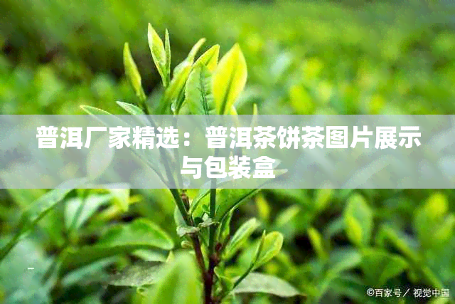 普洱厂家精选：普洱茶饼茶图片展示与包装盒