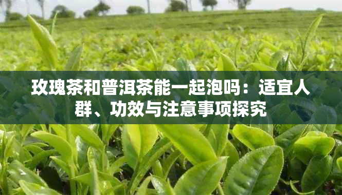 玫瑰茶和普洱茶能一起泡吗:适宜人群、功效与注意事项探究