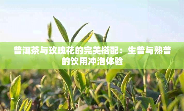 普洱茶与玫瑰花的完美搭配：生普与熟普的饮用冲泡体验