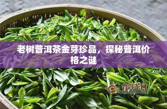 老树普洱茶金芽珍品，探秘普洱价格之谜