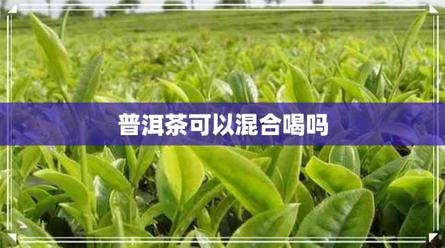 普洱茶可以混合喝吗