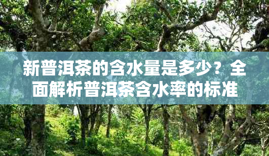 新普洱茶的含水量是多少?全面解析普洱茶含水率的标准与重要性