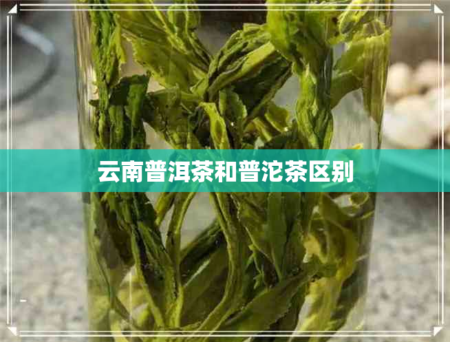 云南普洱茶和普沱茶区别